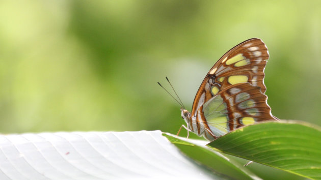 Glasswing butterfly