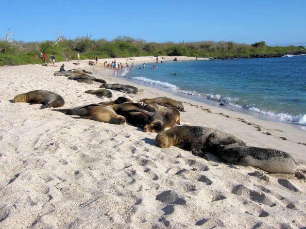Galapagos zeeleeuwen op het strand