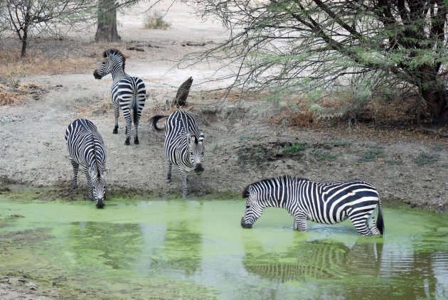 Steppe zebra's bij een waterpoel