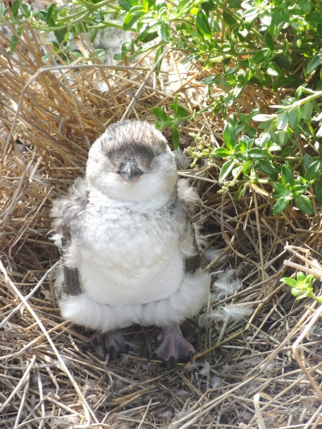 Baby pinguin