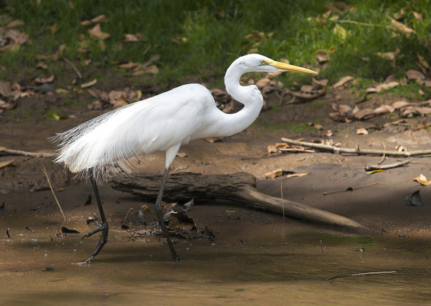 grote zilverreiger