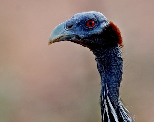 Vulturine guineafowl