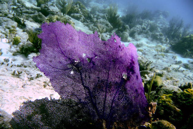 Gorgonian Fan