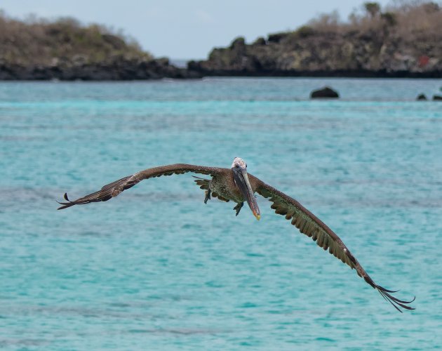 Vissende bruine pelikaan
