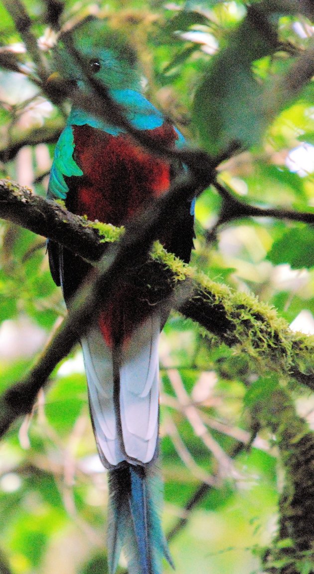 Quetzal