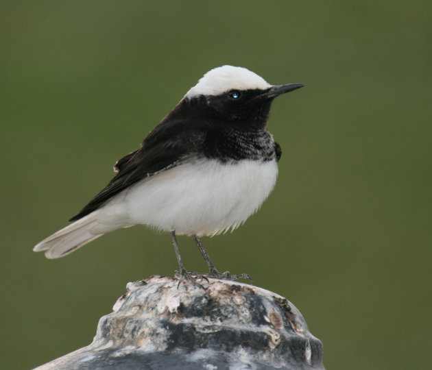 Onbekende Vogel