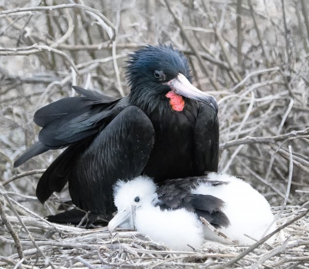 Mannetjes fregat vogel met baby op het nest