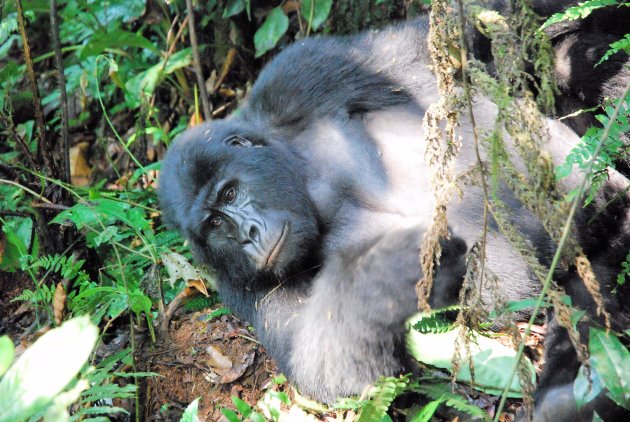 Blackback berggorilla in   Bwindi Impenetrable National Park