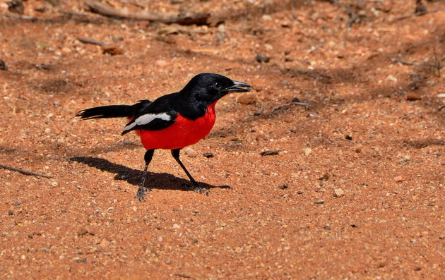 Crimsen breasted shrike