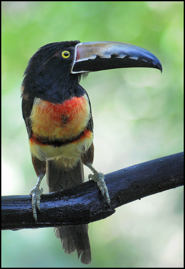 Collared Aracari 