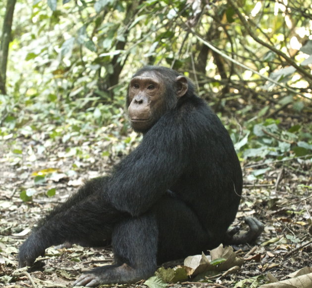 Chimp