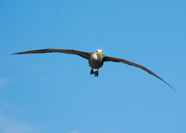 Albatross on EspaÃƒÆ’Ã‚Â±ola Island