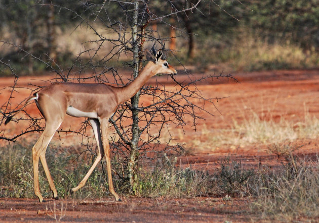 Gerenuk