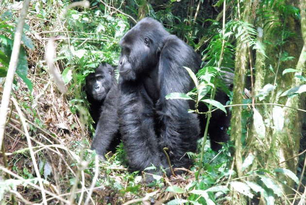 Silverback en berggorilla vrouwtje op enkele meters afstand