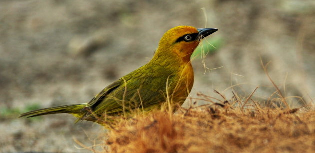 masked weaver ????