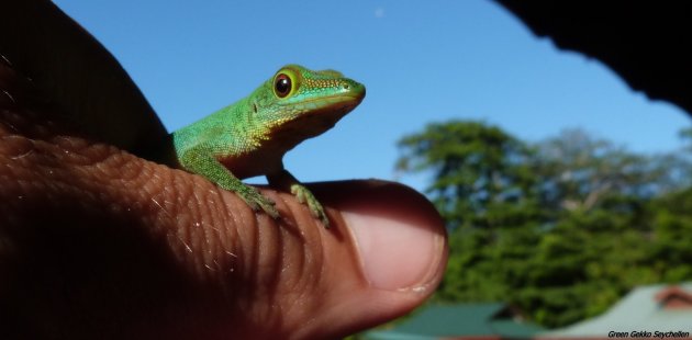 Poserende Green Gekko