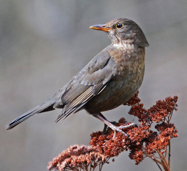 Kramsvogel