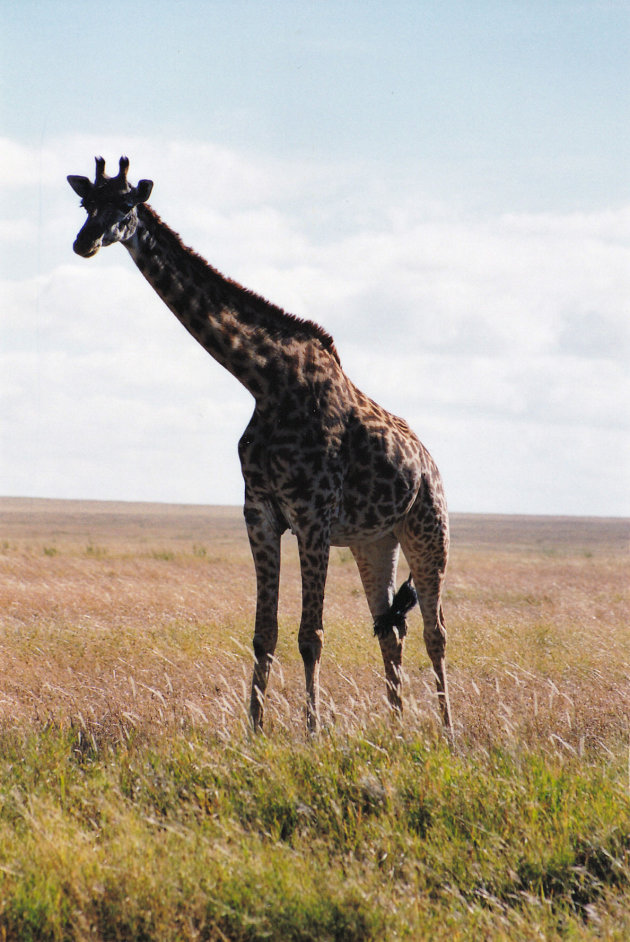 Giraffe