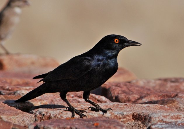 Ruppells long tailed starling