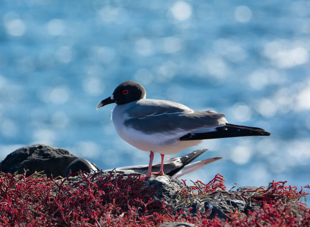Swallow-tailed Gull on Santa Cruz Island
