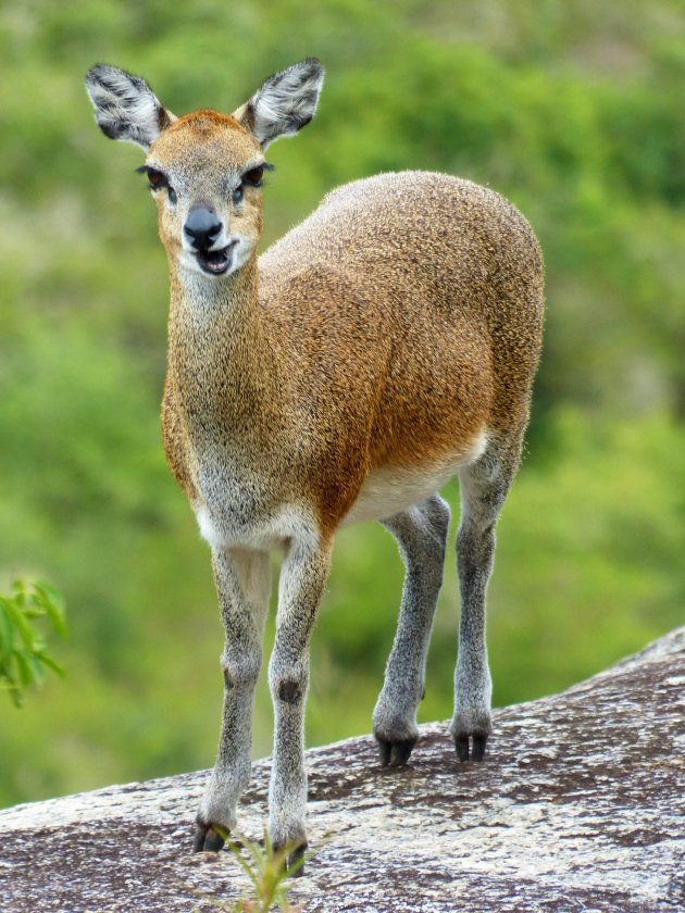 Klipspringer