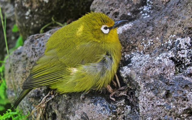 Klein vogeltje