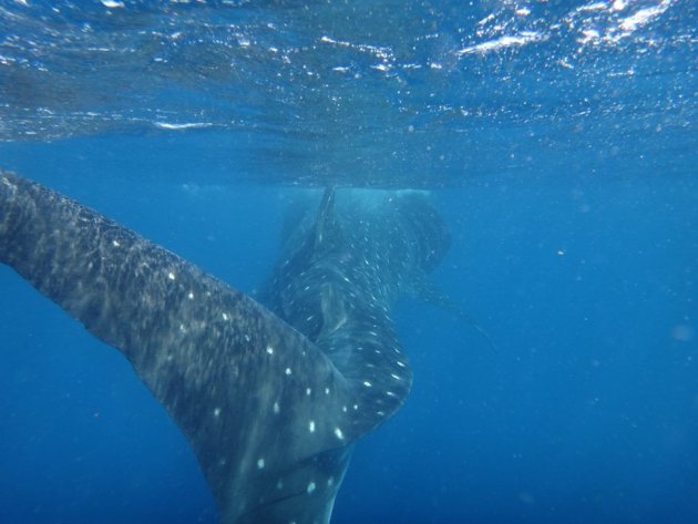 Walvishaai tijdens snorkelen, Isla Contoy