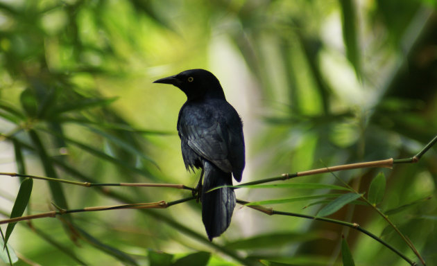 Zwart vogeltje