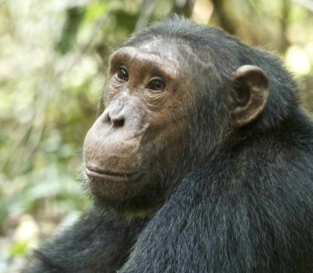 Starende Chimpansee