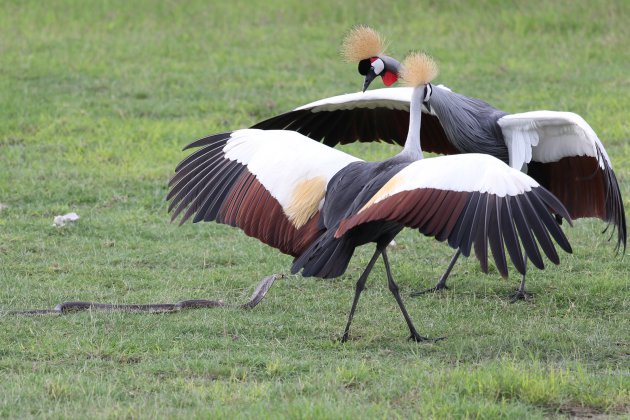 Twee grijze kroonkranen in gevecht met een cobra