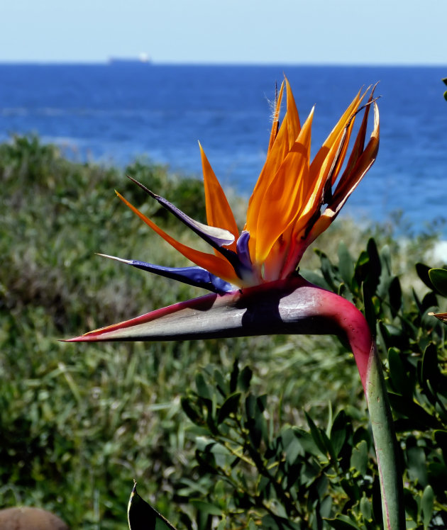 Bird of Paradise