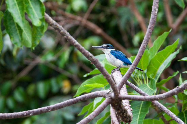 Kingfisher