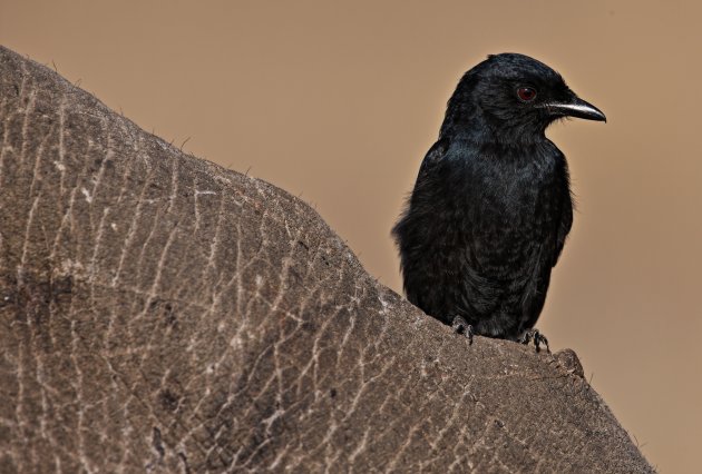  Fork-Tailed Drongo