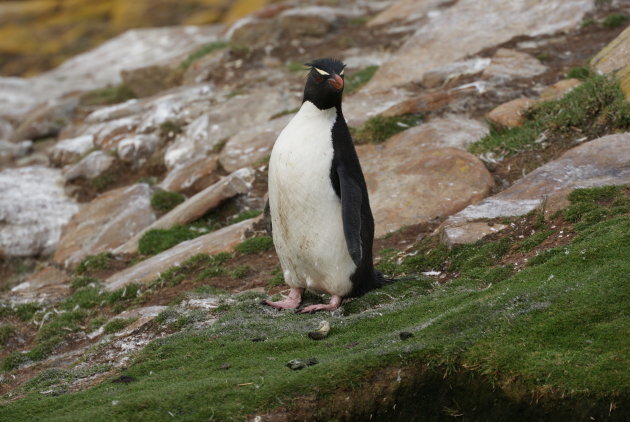 Rockhopper