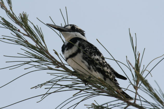 Pied Kingfisher