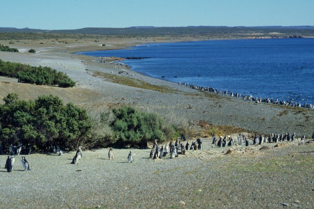 Punta Tombo