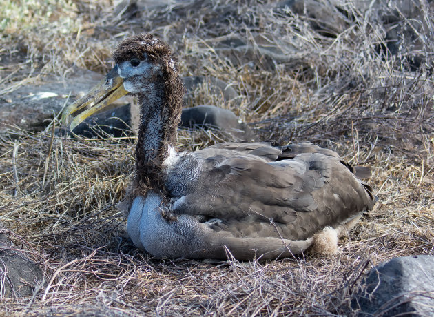 Baby albatros op het nest
