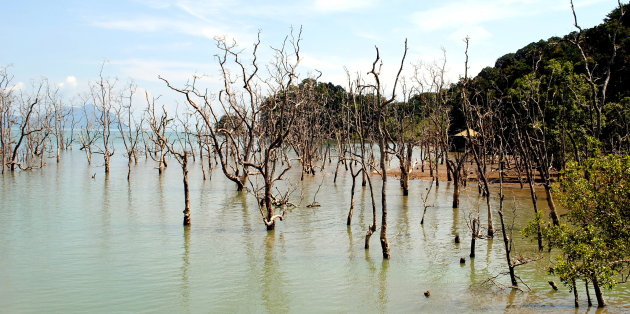 Bomen in het water