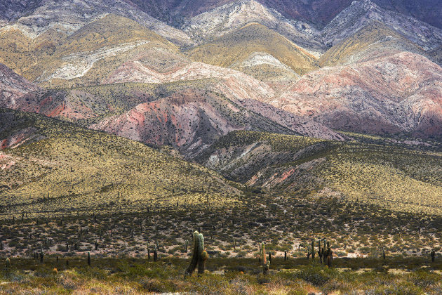 Parue Nacional Los Cardones