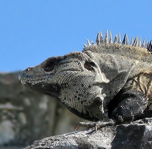 Iguana