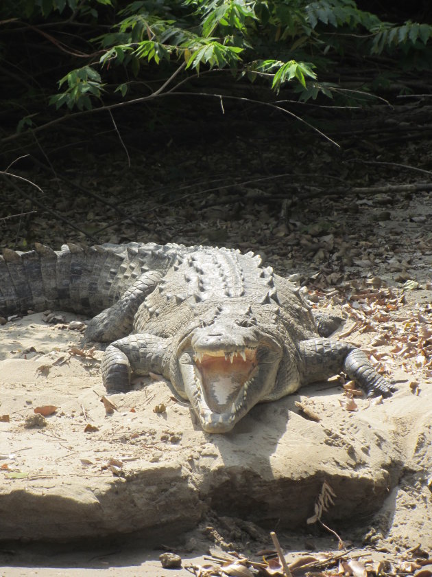 Krokidil in de aanval