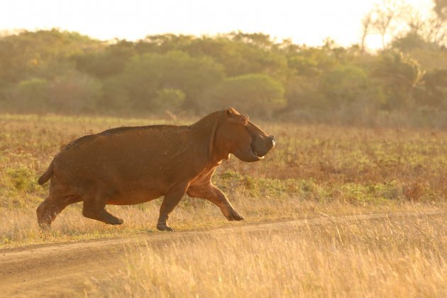 Rennend Nijlpaard