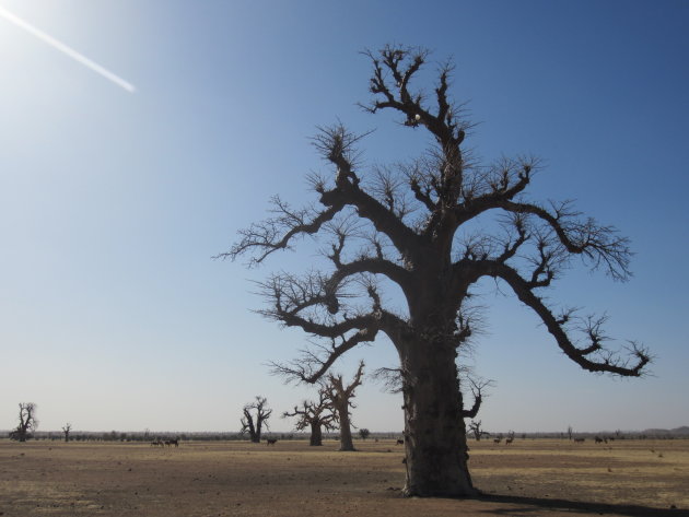 Baobab