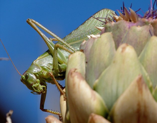 Vleugels als een blad