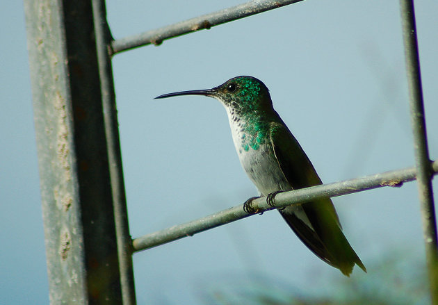 Robijnkolibri