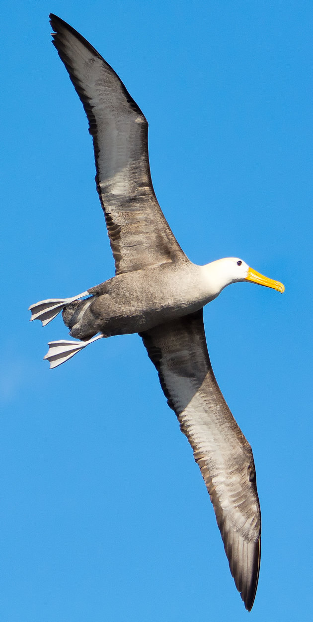 Onder de vleugel van een albatros