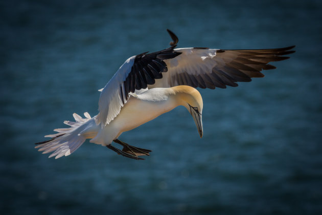 Ready to land