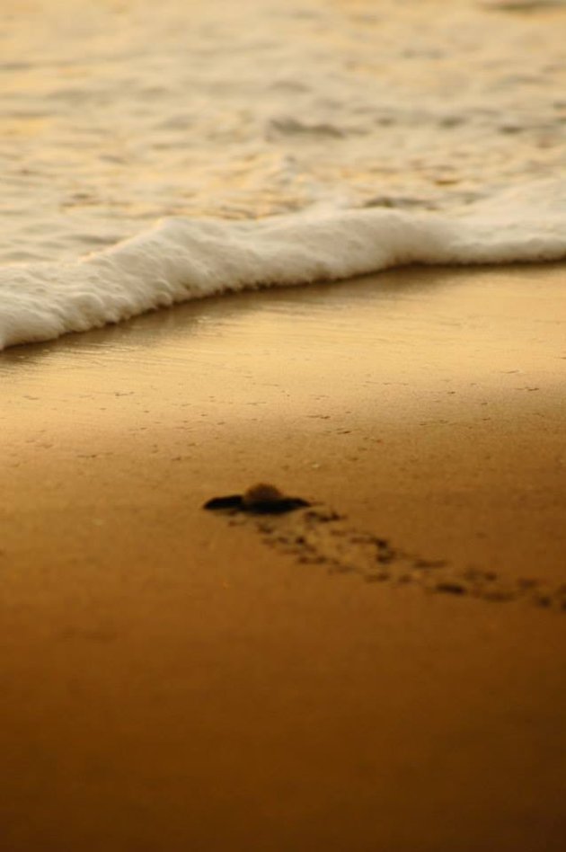 Schildpadje wordt meegenomen door die grote oceaan...