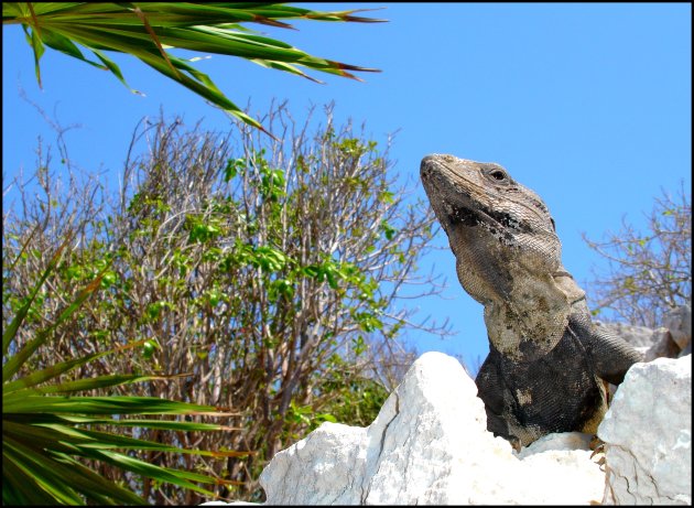 Tulum