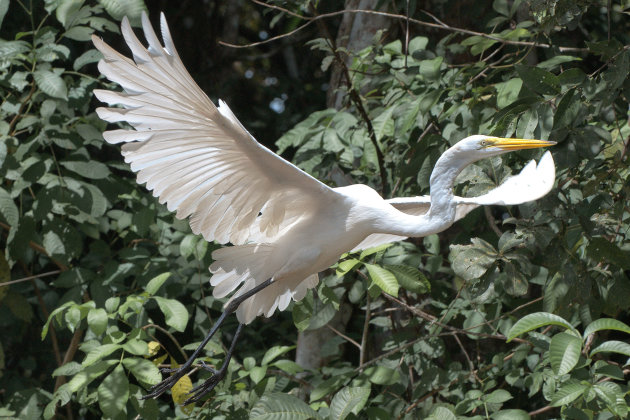 Witte reiger op de vlucht 